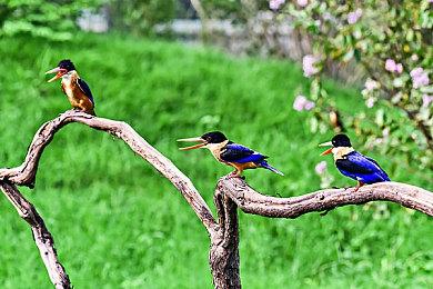 多人派对游戏《猛兽派对》更新上线 追加多种挑战玩法