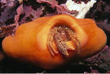 迈克尔·乔丹作为《NBA 2K23》的封面人物在今年游戏的两个特别版本中揭开面纱